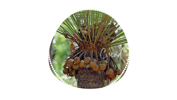 Cycad