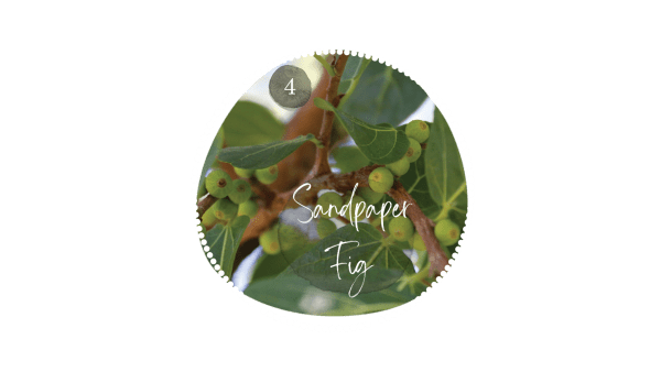 Sandpaper Fig