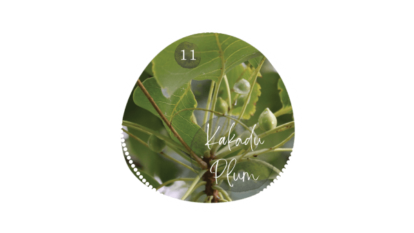 Kakadu Plum