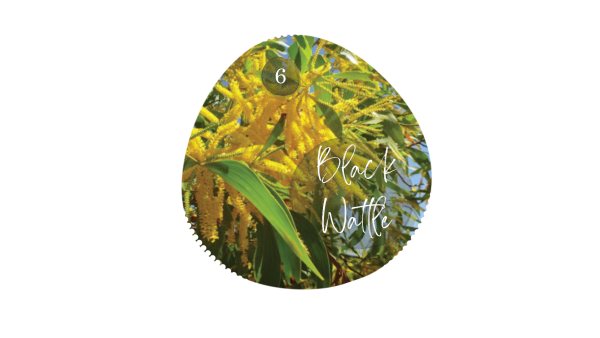 Black Wattle