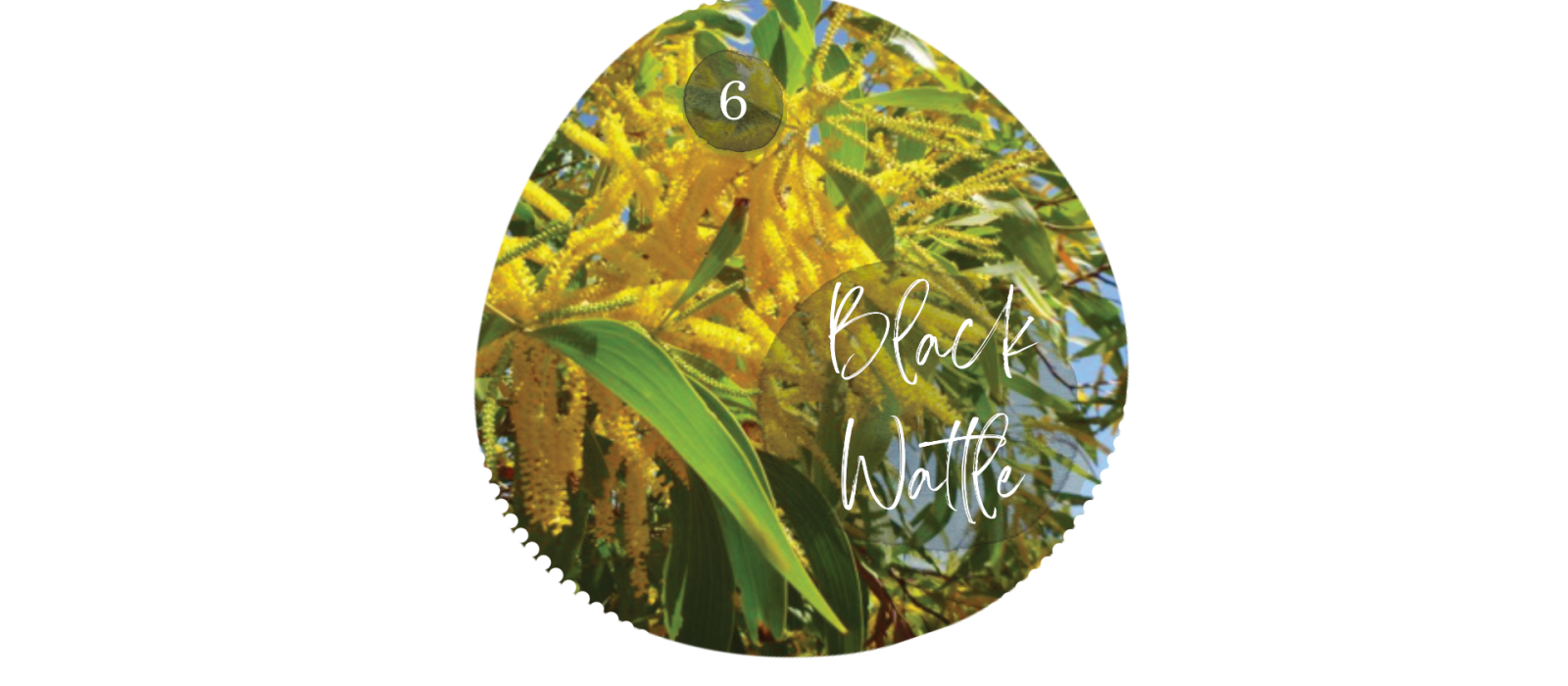 Black Wattle
