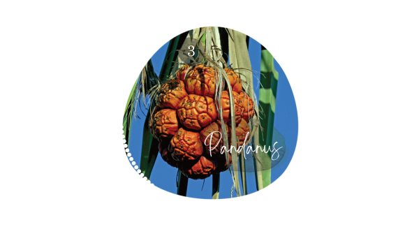 Pandanus