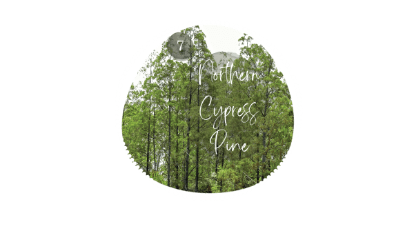 Northern Cypress Pine