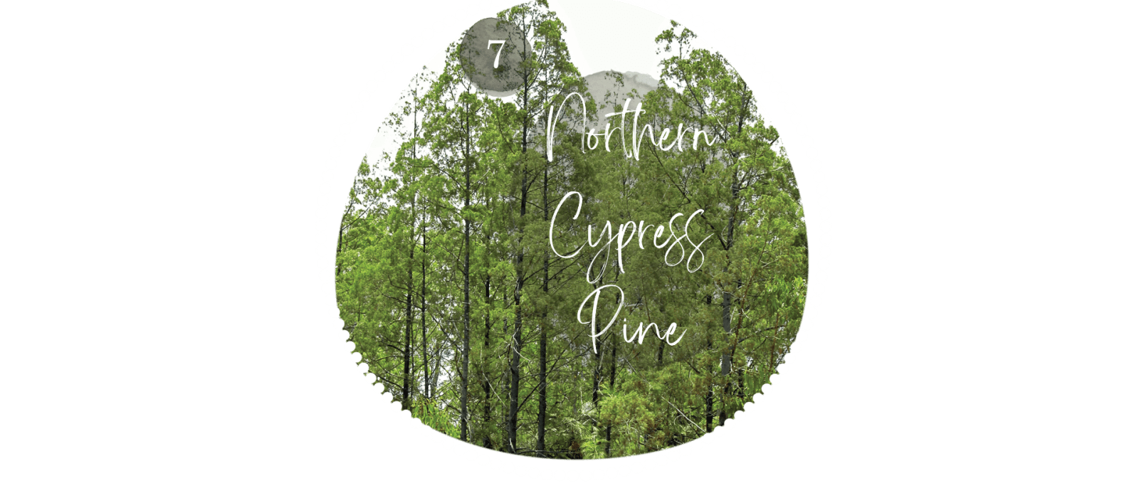 Northern Cypress Pine