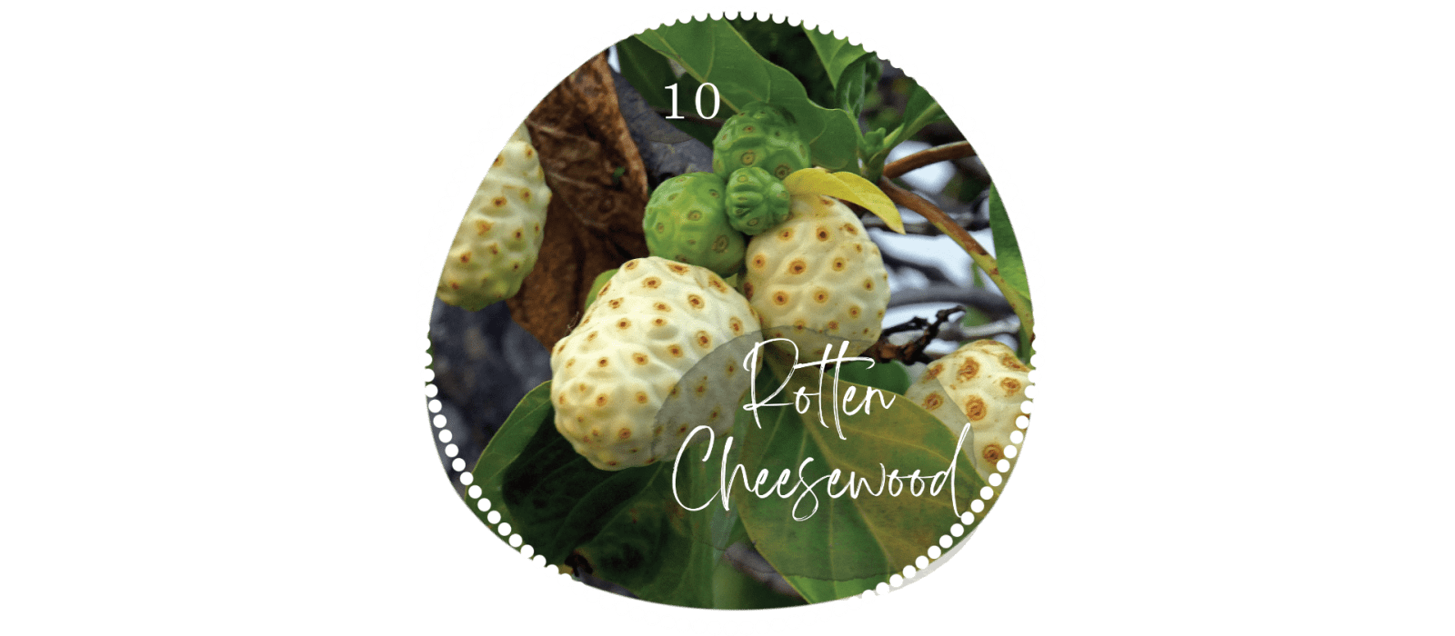 Rotten Cheesewood