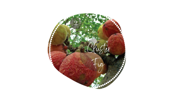 Cluster Fig