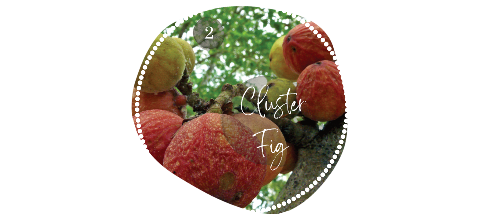 Cluster Fig