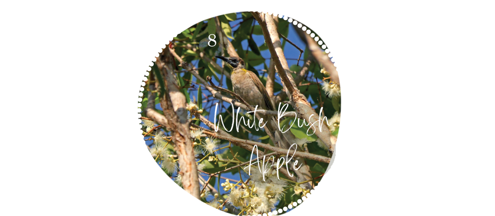 White Bush Apple