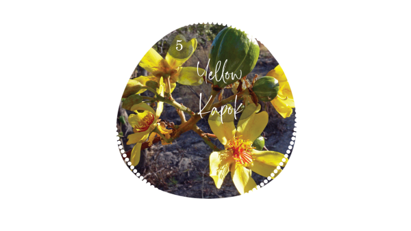 Yellow Kapok