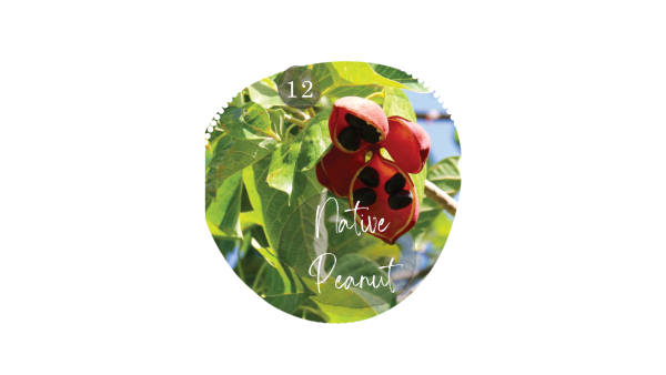 Native Peanut
