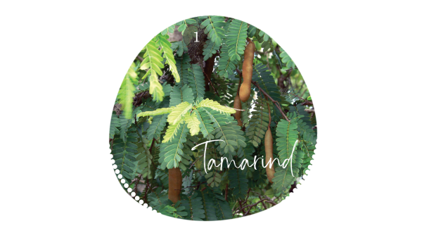 Tamarind