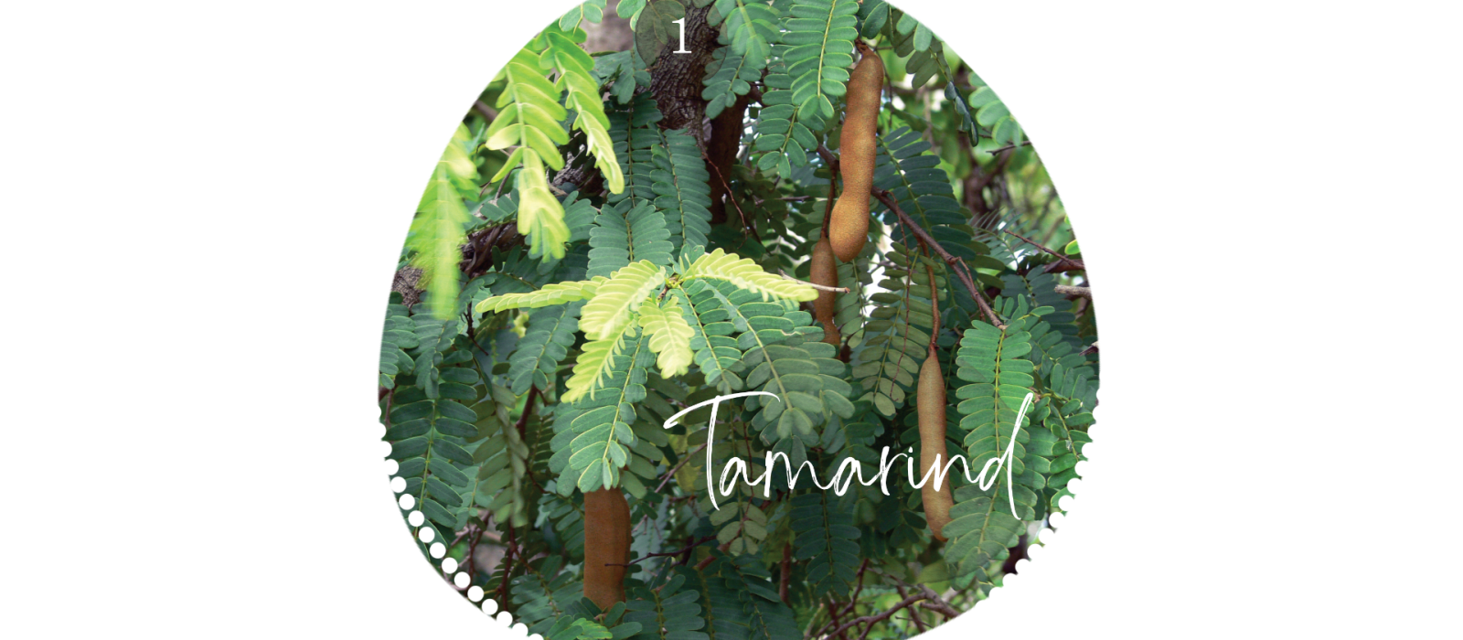 Tamarind