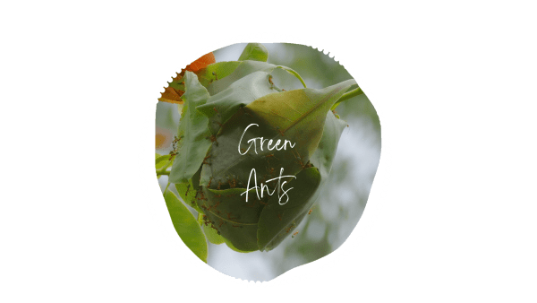 Green Ants