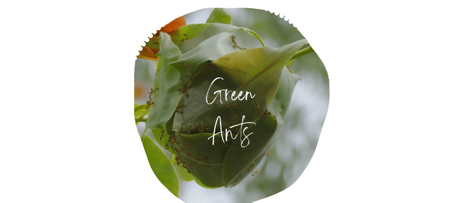 Green Ants